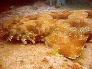 180px_wobbegong