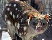 220px_spottedquoll_2005_seanmcclean