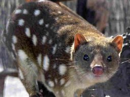 789px_spottedquoll_2005_seanmcclean