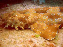 800px_wobbegong