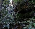 120px_rainforest_bluemountainsnsw